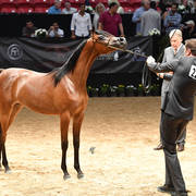 Junior Fillies of 2016:  Rshediah Alkhashab