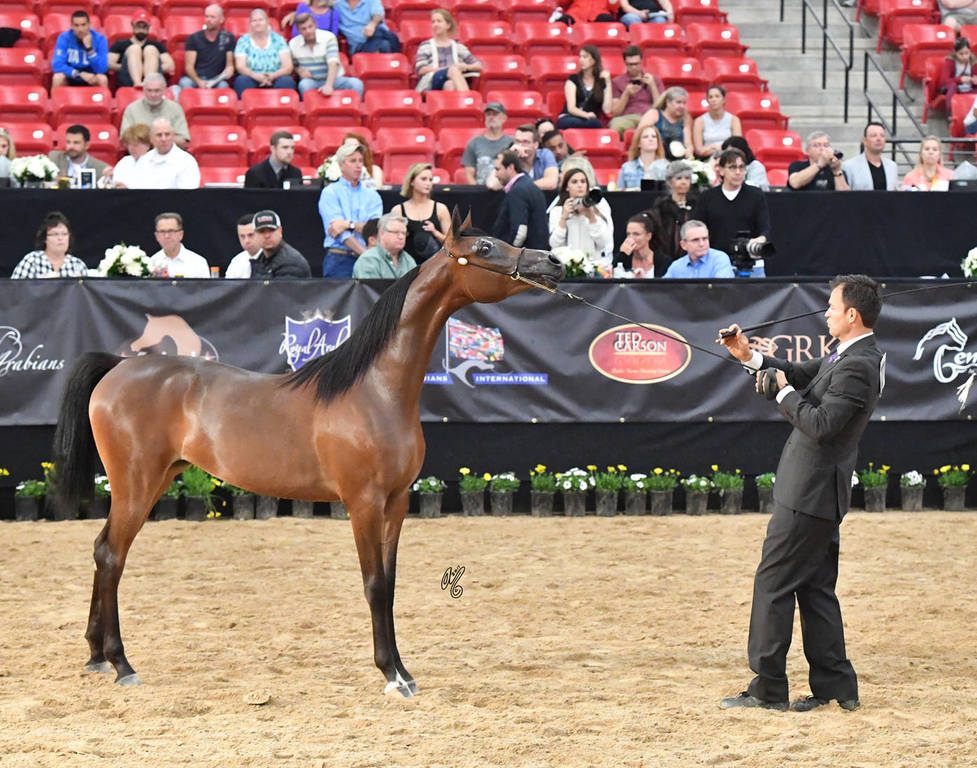 Junior Fillies of 2016: Pretoria AS NA 