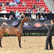 Junior Fillies of 2016: Pretoria AS NA 