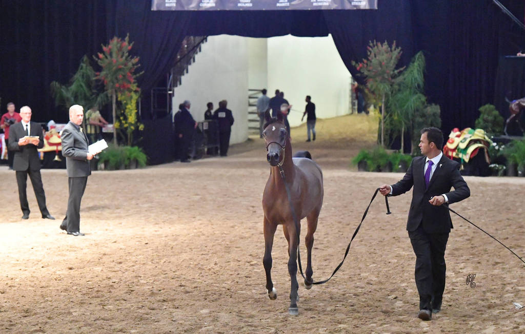 Junior Fillies of 2016: Pretoria AS NA 