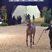 Junior Fillies of 2016: Pretoria AS NA 