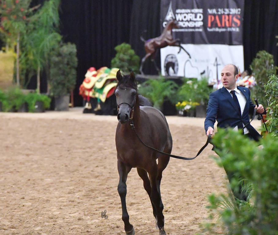 Junior Fillies of 2016: Misseda Aljassimya