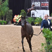 Junior Fillies of 2016: Misseda Aljassimya