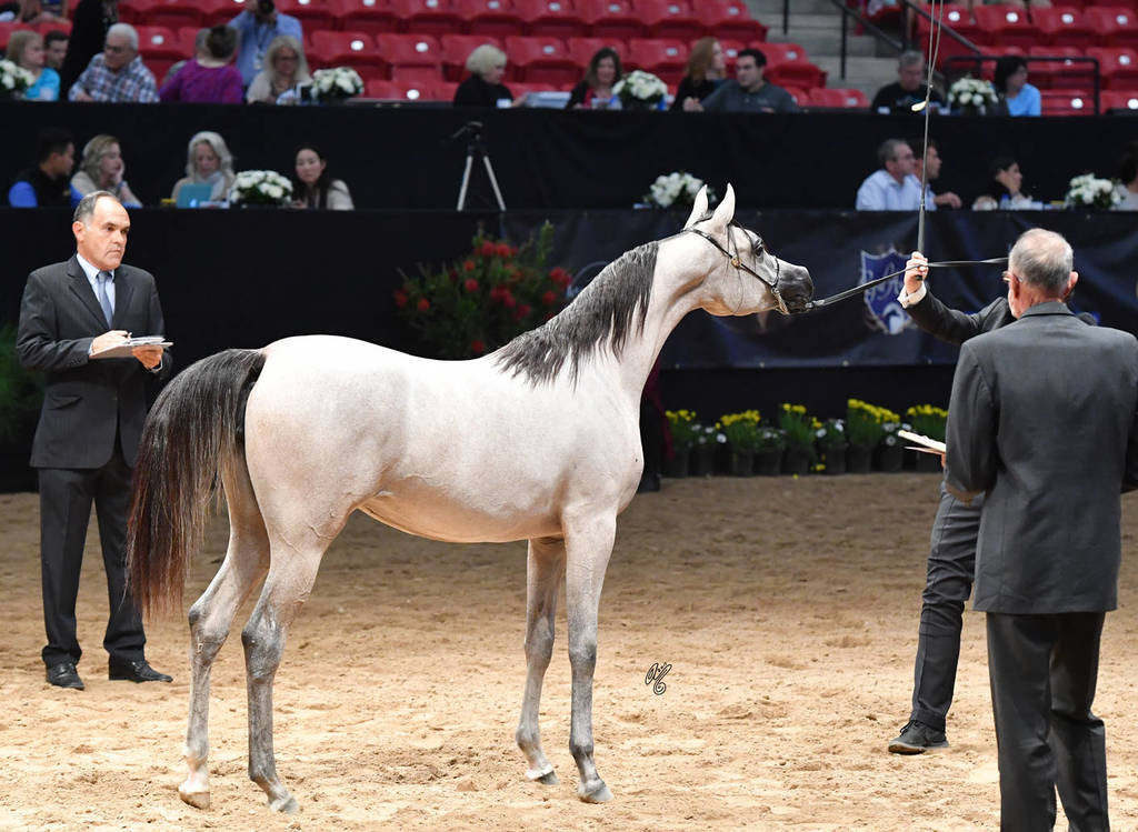 Junior Fillies of 2016: Maset Aljassimya 