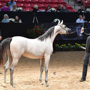 Junior Fillies of 2016: Maset Aljassimya 