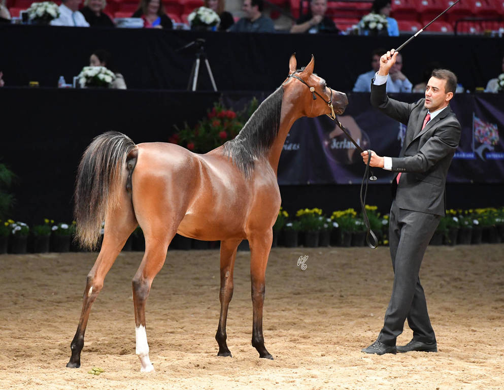 Junior Fillies of 2016: LC Kaila