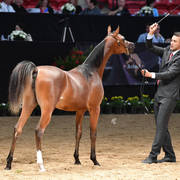 Junior Fillies of 2016: LC Kaila