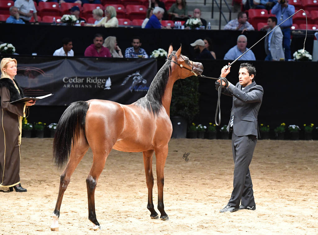 Junior Fillies of 2016:  JR Lady Kavalle