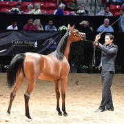 Junior Fillies of 2016:  JR Lady Kavalle