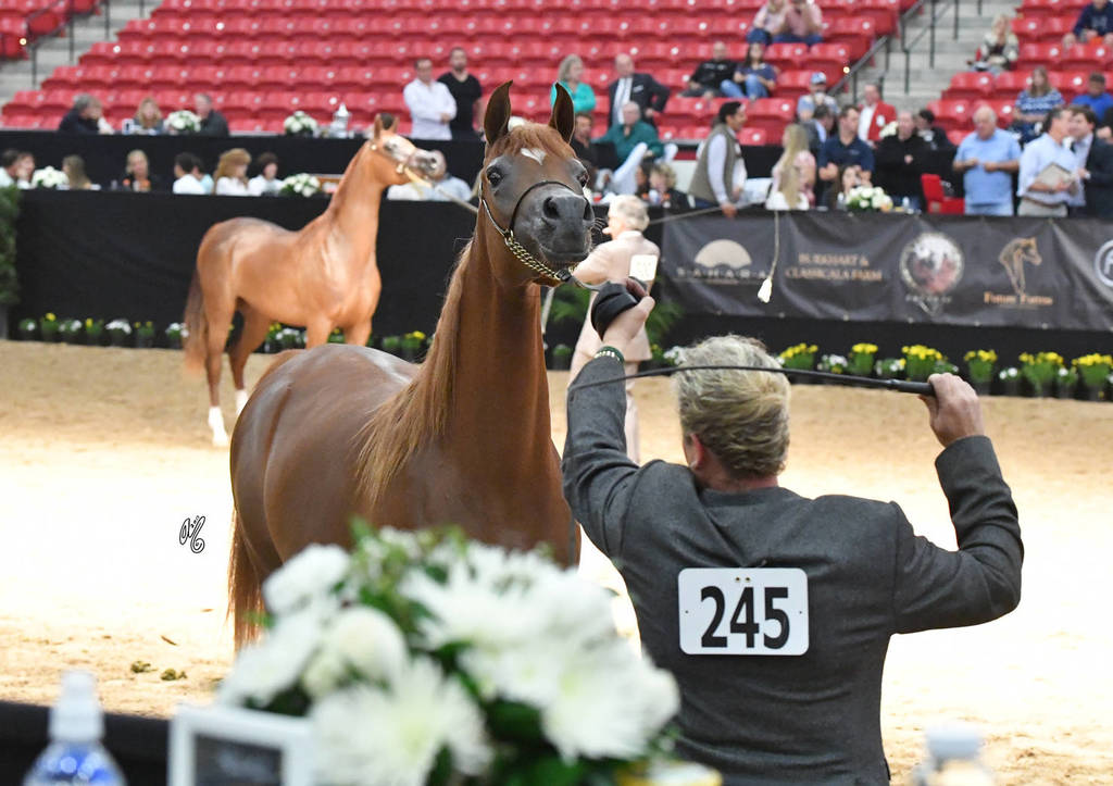 Junior Fillies of 2015: Mahienour Aljassimya