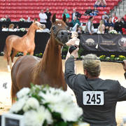 Junior Fillies of 2015: Mahienour Aljassimya