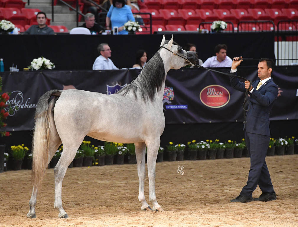 Junior Mare Bronze Champion: Diyannaa (ZT Marwteyn X Diya Forx) 