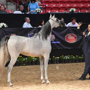 Junior Mare Bronze Champion: Diyannaa (ZT Marwteyn X Diya Forx) 