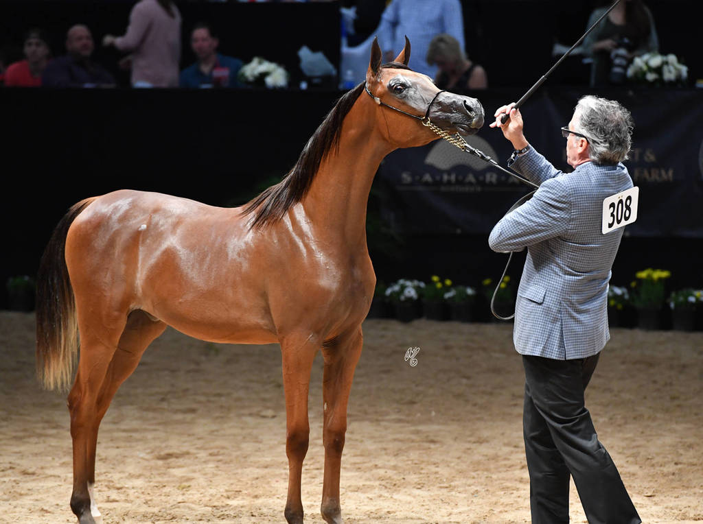 Junior Colts of 2016 Baakari