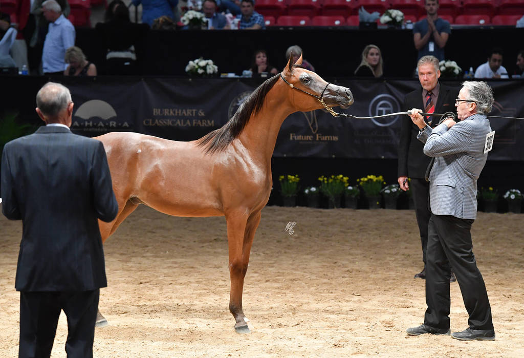 Junior Colts of 2016: Baakari