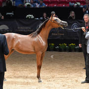 Junior Colts of 2016: Baakari