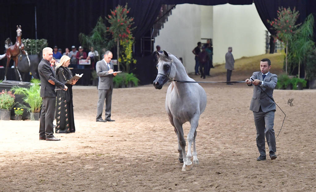 Junior Colts of 2015: RD Capriotto 