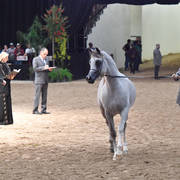 Junior Colts of 2015: RD Capriotto 