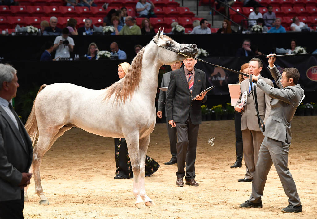 Junior Colts of 2015: RD Capriotto 