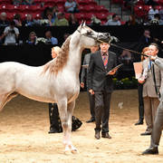 Junior Colts of 2015: RD Capriotto 