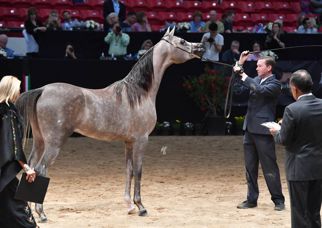 Junior Colts of 2015: Puccini J 