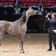 Junior Colts of 2015: Puccini J 