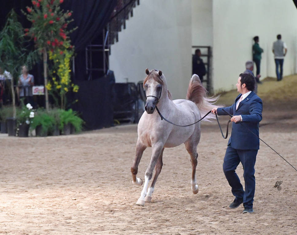 Junior Colts of 2015: Misrah Aljassimya 