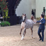 Junior Colts of 2015: Misrah Aljassimya 