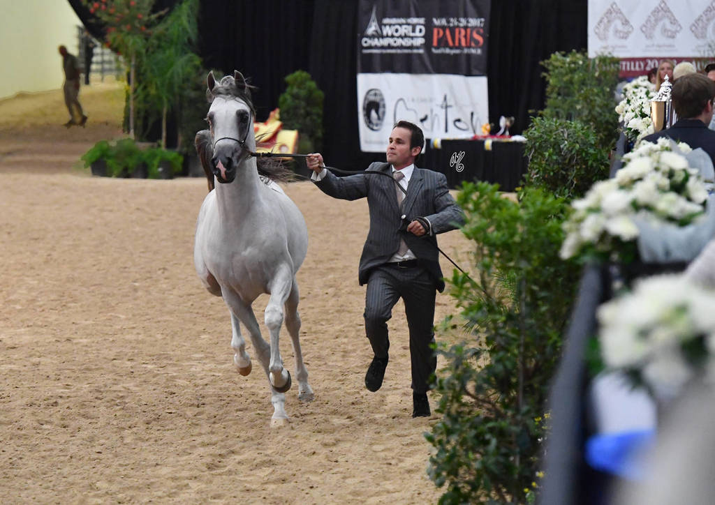 Junior Colts of 2015: Al Jassim 