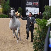 Junior Colts of 2015: Al Jassim 