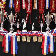    Lisa Abraham: The 2017 Arabian Breeders World Cup Photo Gallery: VEGAS!