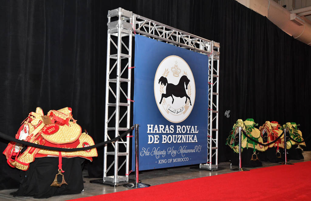    Lisa Abraham: The 2017 Arabian Breeders World Cup Photo Gallery: VEGAS!