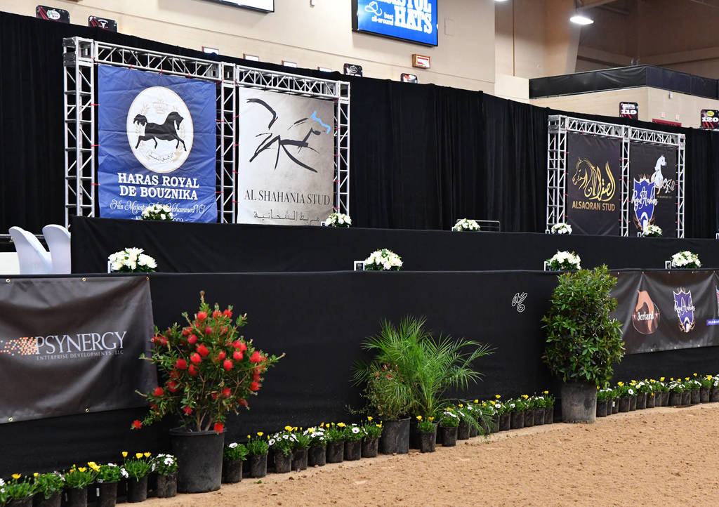    Lisa Abraham: The 2017 Arabian Breeders World Cup Photo Gallery: VEGAS!