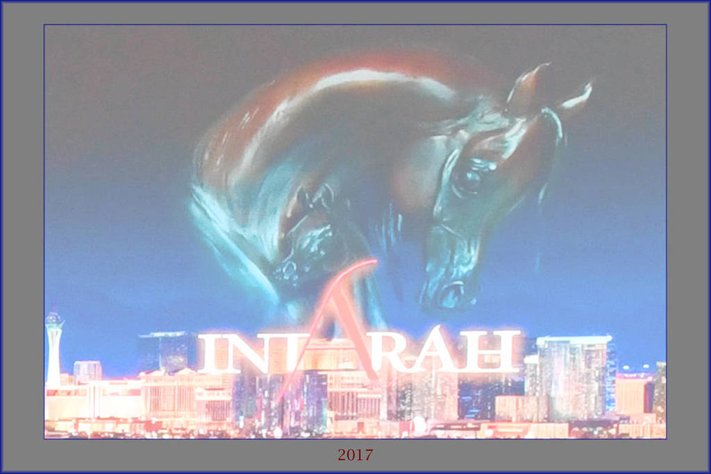    Lisa Abraham: The 2017 Arabian Breeders World Cup Photo Gallery: VEGAS!