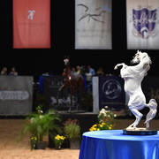    Lisa Abraham: The 2017 Arabian Breeders World Cup Photo Gallery: VEGAS!