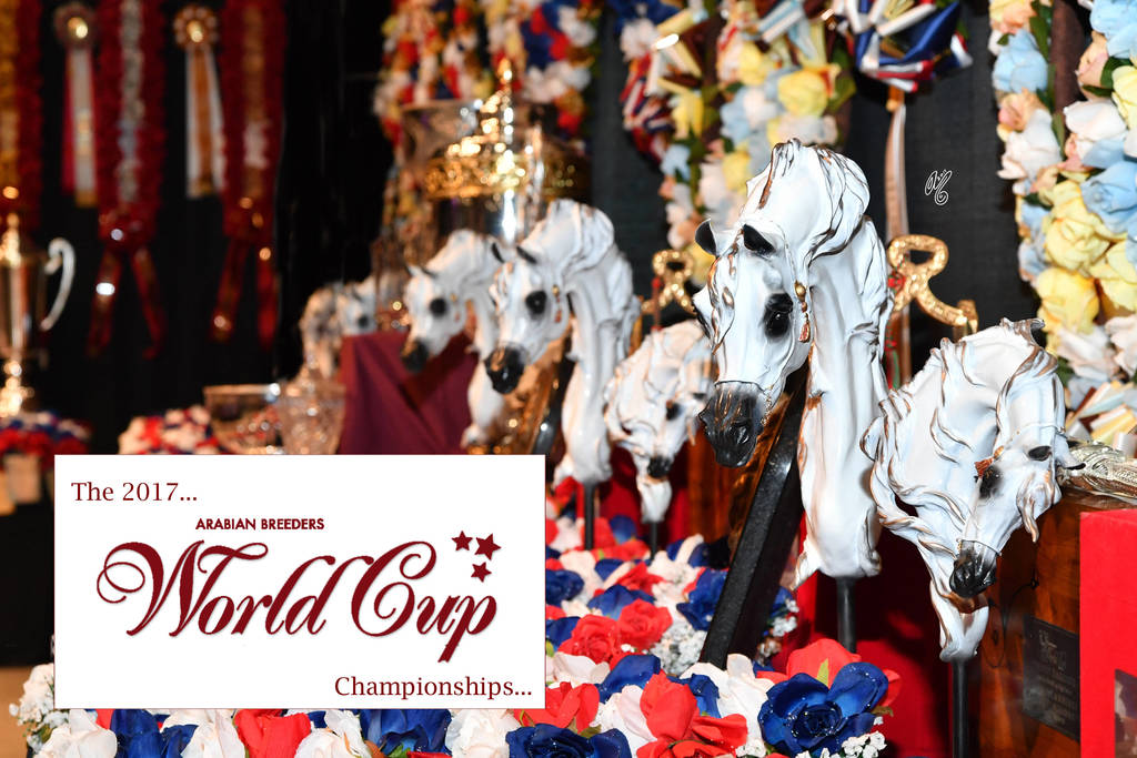    Lisa Abraham: The 2017 Arabian Breeders World Cup Photo Gallery: VEGAS!
