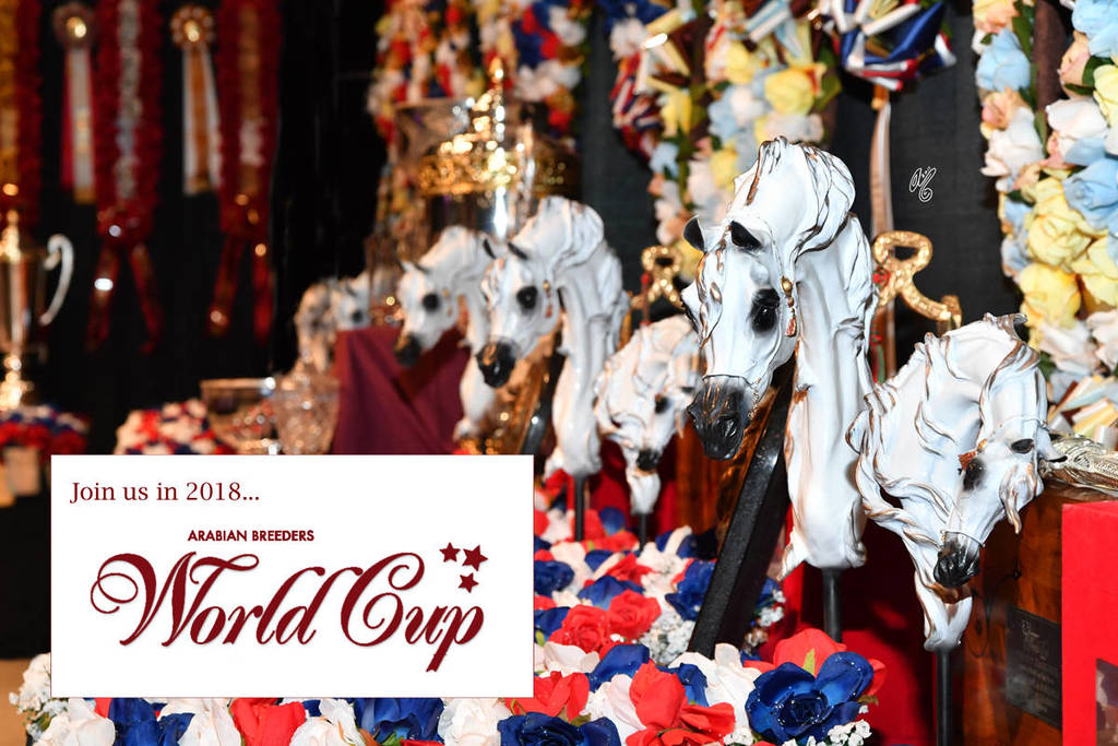    Lisa Abraham: The 2017 Arabian Breeders World Cup Photo Gallery: VEGAS!