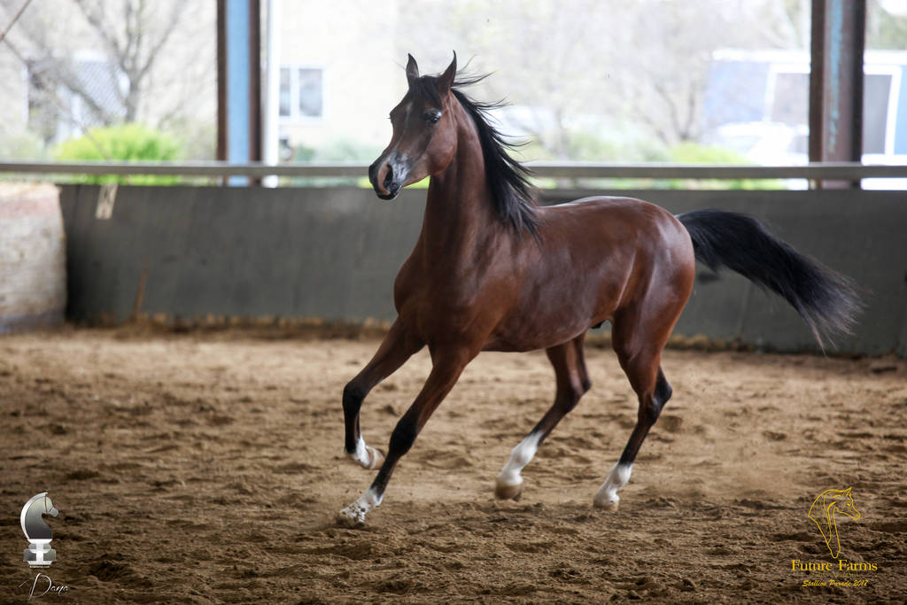 Future Farm's Open Day - Australia 
