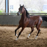 Future Farm's Open Day - Australia 