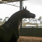 Future Farm's Open Day - Australia 