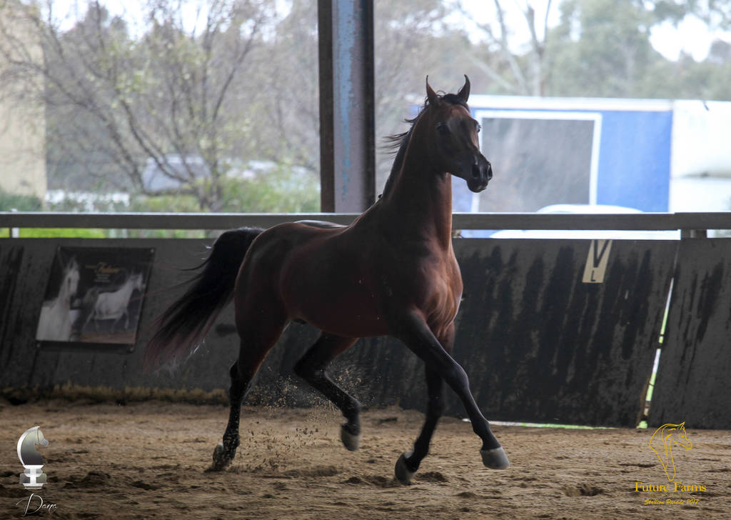 Future Farm's Open Day - Australia 