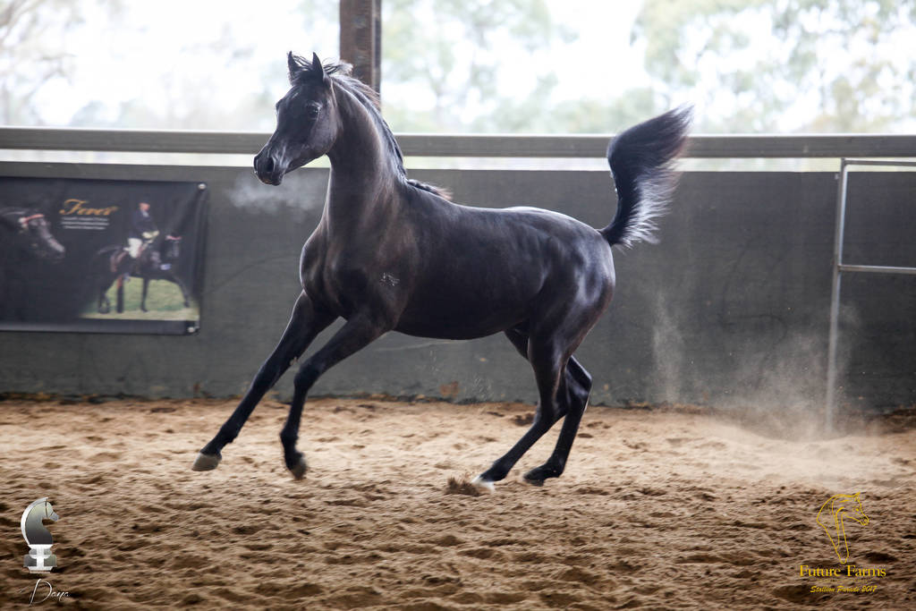 Future Farm's Open Day - Australia 