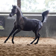 Future Farm's Open Day - Australia 