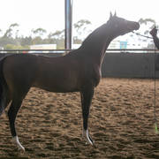 Future Farm's Open Day - Australia 