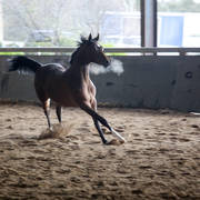 Future Farm's Open Day - Australia 