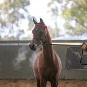 Future Farm's Open Day - Australia 