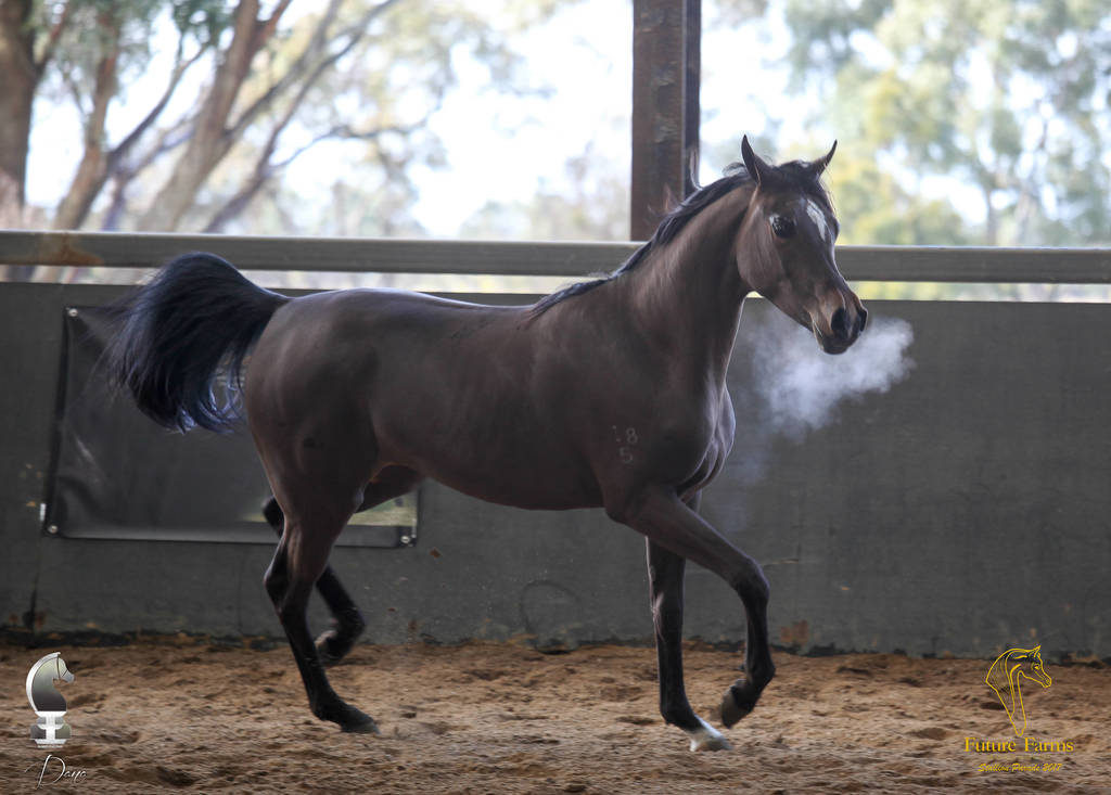 Future Farm's Open Day - Australia 
