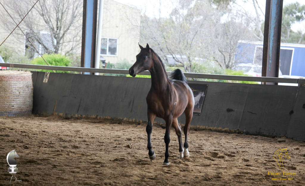 Future Farm's Open Day - Australia 