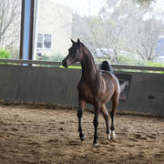 Future Farm's Open Day - Australia 
