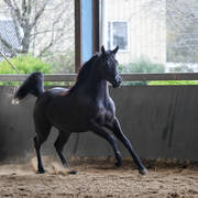 Future Farm's Open Day - Australia 